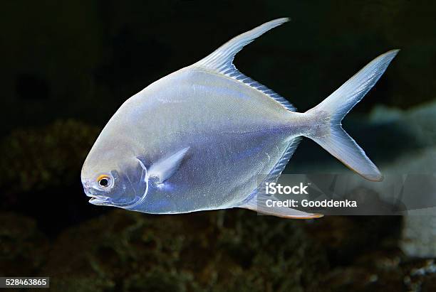 Angel Fish